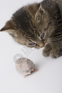 儿童猫和灰鼠动物家庭生活兽耳乐趣好奇心晶须柔软度小猫老鼠家畜图片