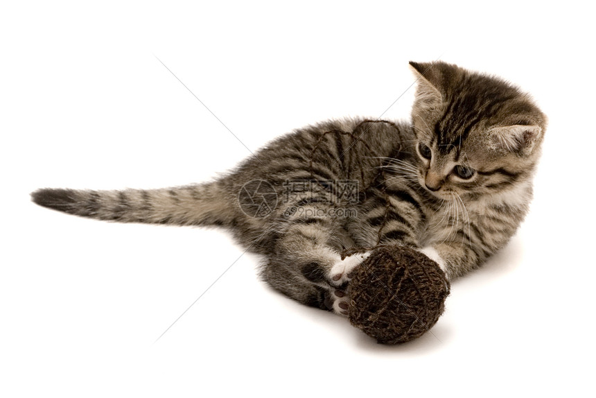 猫兽耳柔软度爪子玩具护理猫科动物动物俏皮家畜宠物图片