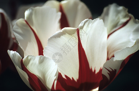 红色和白色的达尔文郁金香Name图片