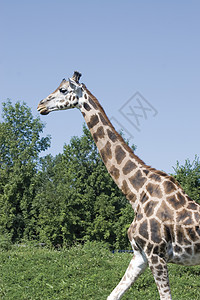 Girafe 步行图片