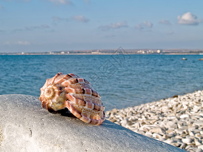 石头上的贝壳圆圈墙纸海岸线纪念品海景展示岩石热带图片