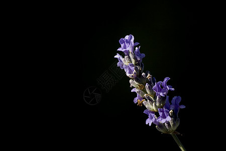 熏衣草花花朵紫色芳香草本植物植物图片