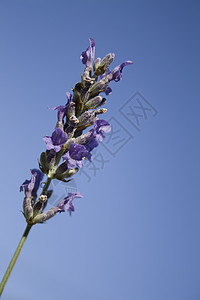 熏衣草花蓝色草本植物紫色花朵天空芳香植物图片