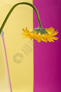 花花设计婚礼花瓶邀请函订婚植物热情婚姻花瓣艺术植物群图片
