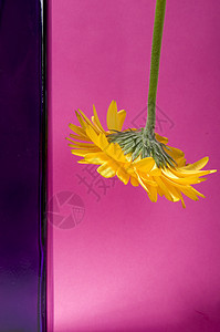 花花设计婚礼热情香味婚姻压痛植物群奢华花瓶美丽植物图片