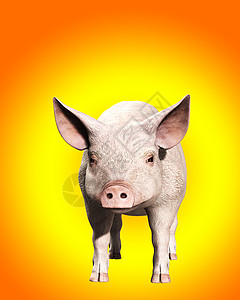 粉红猪身体小猪耳朵食物野生动物鼻子哺乳动物家畜猪肉动物图片
