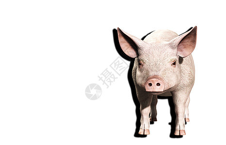 粉红猪粉色耳朵鼻子家畜哺乳动物小猪猪肉身体野生动物农业图片