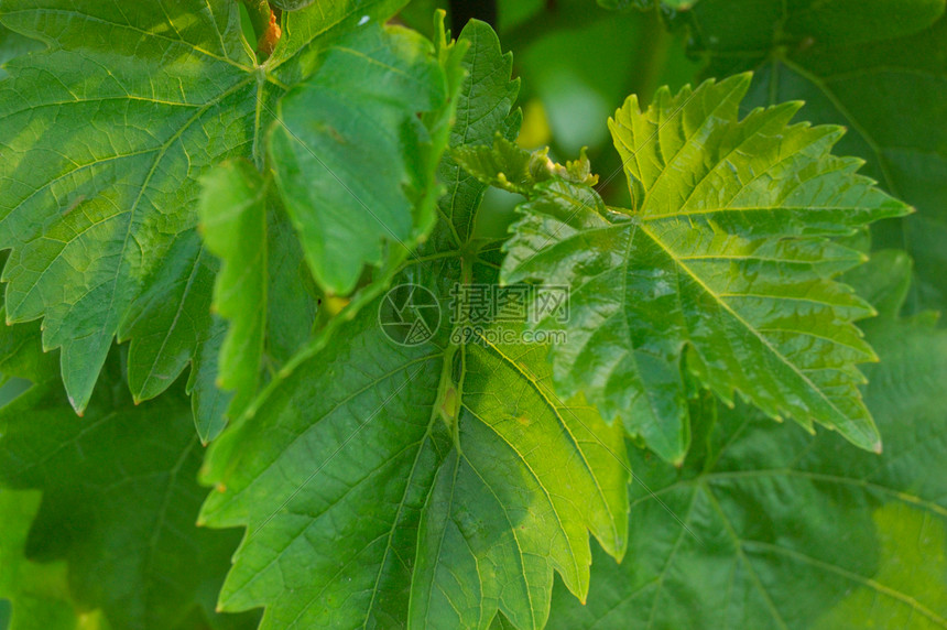 绿葡萄叶环境静脉季节花园园艺植物葡萄叶农场树叶宏观图片