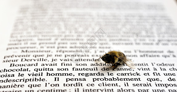黄蜂阅读技术展示写作宏观蜜蜂害虫翅膀白色漏洞夹克图片