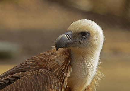 鹰肖像荒野黑色眼睛动物群白色羽毛猎物捕食者野生动物棕色图片