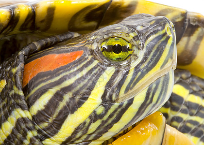 普塞德米斯编剧动物爬行动物绿色受保护野生动物眼睛鲇鱼乌龟生物爬虫图片