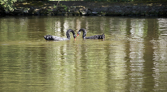 黑天鹅动物翅膀池塘荒野场景溪流羽毛野生动物脖子生活图片
