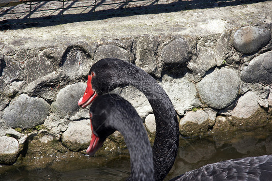 黑天鹅生活波纹亲热反射生物学池塘溪流家禽荒野游泳图片