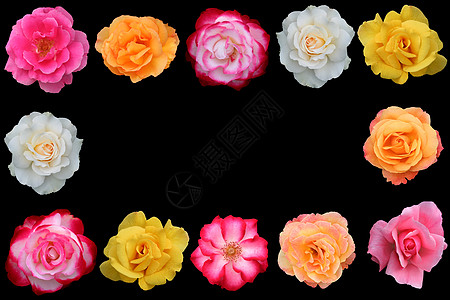 美丽玫瑰花的集合团体白色红色粉色花朵玫瑰橙子花语花瓣黑色图片