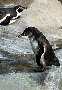 Humboldt企鹅乐趣海滩燕尾服岩石白色野生动物黑色支撑翅膀动物园图片
