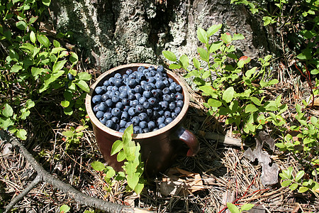绿林中的抗氧化剂白莓浆果覆盆子森林蓝色食物植物绿色水果采摘叶子图片