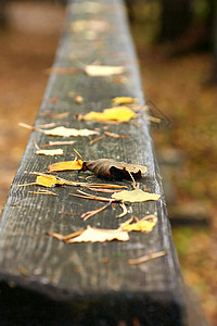 黄秋叶在木制扶手栏上背景图片