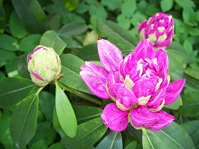 杜鹃灌木树叶叶子绿色植物学季节粉色植物图片