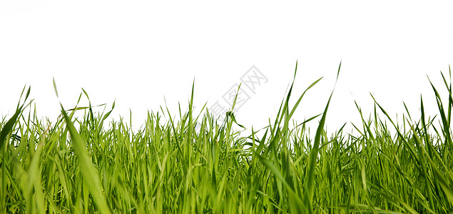 绿草白色活力草地草皮刀刃农场花园水平小路剪裁图片