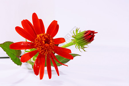 鲜花与芽绿色雏菊白色礼物团体惊喜花瓣红色植物高清图片