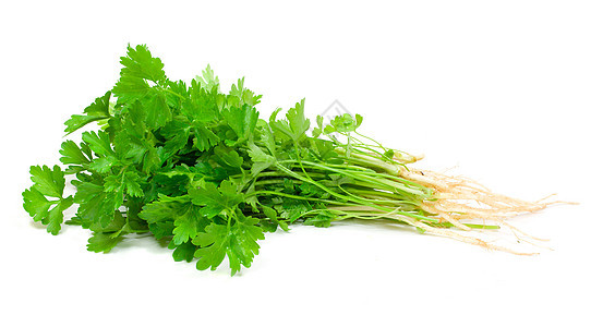 解析叶子绿色香菜团体烹饪枝条香料白色植物食物图片