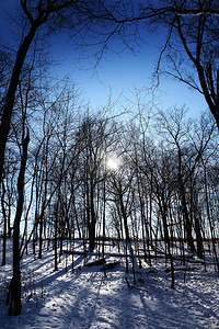 太阳在树中天空荒野植物生物分支机构林地树叶衰变橡木树干图片