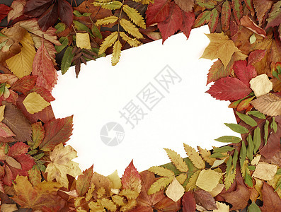 充满多彩的秋秋框架卡片季节植物黄色叶子植物群地面邮政绿色花园图片