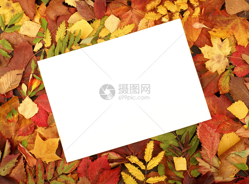充满多彩的秋秋框架橙子季节土地金子植物红色森林植物群绿色装饰品图片