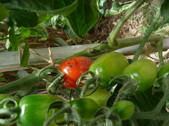 和红绿色的青绿多色番茄树叶植被园艺农作物植物水果食物花园植物群生长图片