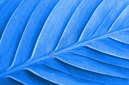 彩色背景背景墙纸树叶蓝色宏观纹理生物学背景图片