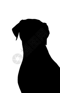 狗的轮廓动物黑色白色宠物背景图片