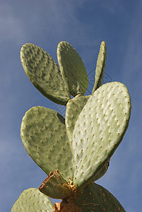 Opuntia 仙人掌植物学沙漠生长倒钩多刺生活花园天空团体植物图片