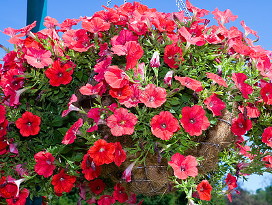 花篮绿色植物绿色叶子活力生长季节性植物花朵红色花瓣图片