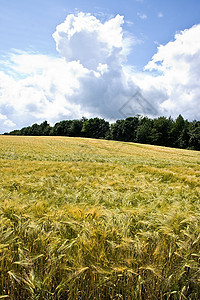 夏日的阳光下 在田地上撕裂谷物照片喂养植物小麦农村农业生长种子蓝色面包图片