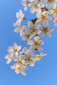 苹果花季节绿色花瓣天空花园植物蓝色宏观白色园艺图片