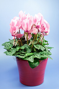 粉红色火焰宏观叶子仙客礼物紫色植物盆栽柔软度绿萝花朵图片