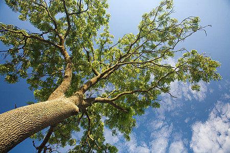 树的顶端蓝色树干美丽天气阳光植物晴天木头环境天空宽的高清图片素材