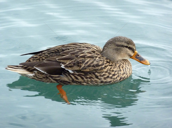 漂浮在水上鸟类翅膀池塘棕色眼睛动物棕榈野鸭野生动物鸭子图片