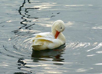 将白鸭划在水上图片