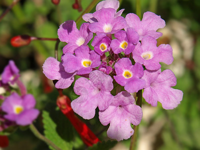 亚南花花花园雄蕊季节植物学植物群紫色图片