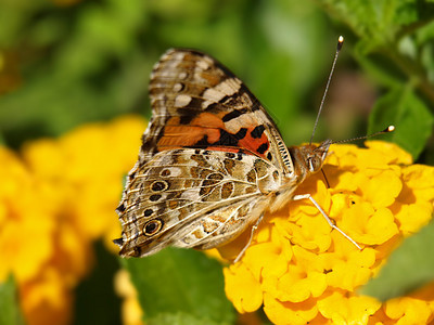 亚特兰大花上的蝴蝶雄蕊动物黄色昆虫植物学季节植物群花园翅膀图片