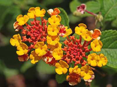 红橙和黄黄色的亚特兰大花花季节丹花植物群花园雄蕊植物学盘子图片