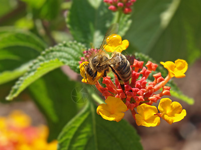 亚特兰大花上蜜蜂花园植物学季节昆虫植物群蜂蜜盘子雄蕊黄色工作图片