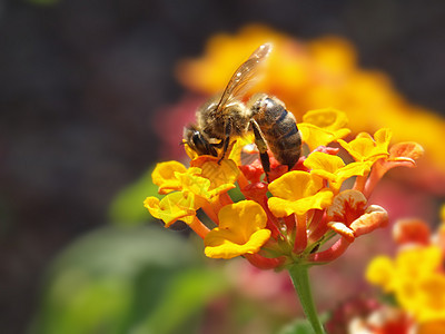 亚特兰大花上蜜蜂花园雄蕊植物群昆虫季节盘子工作蜂蜜黄色植物学图片