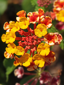 红橙和黄黄色的亚特兰大花花花园丹花雄蕊植物群植物学盘子季节背景图片
