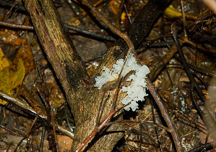 蘑菇-2维多利亚湖高清图片
