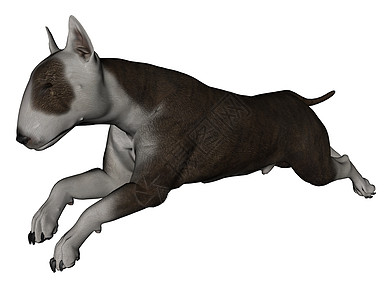 公牛战犬宠物毛皮斗牛犬犬类哺乳动物背景图片
