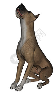 大丹麦语Name犬类哺乳动物毛皮宠物图片