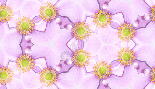 Anemoone 模式背景花朵植被海葵绿色花瓣粉色植物群植物园艺宏观背景图片