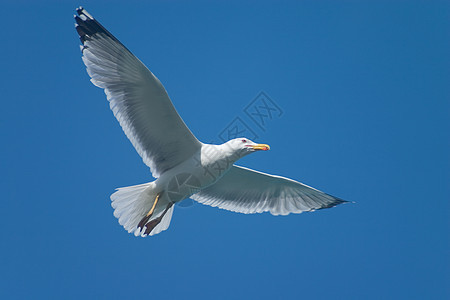 飞鸟天空海鸥白色自由蓝色背景图片